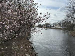Boston Ma   Charles River Esplanade (6)